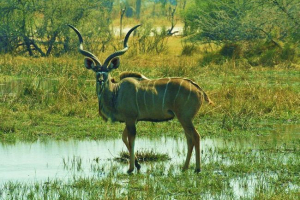 Big kudo: a vintage antilope élete